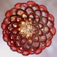 CHAIN042 PROTEA 