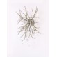 AM2111 DEER TEAR