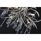 AM2111 DEER TEAR