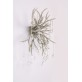 AM2111 DEER TEAR
