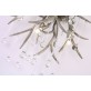 AM2111 DEER TEAR