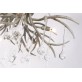 AM2111 DEER TEAR