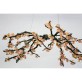 DV3953 Almond