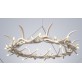 AM1801 ANTLER HALO RESIN 
