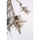 DV5623 Bloom Vivant