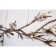OR076 BRANDOLINI  