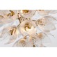 AM962850  DAISY 