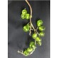 IQ2256 LEAVES WITH GRAPES