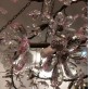 IQ8061  PLUM BLOSSOM