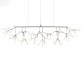 QZ2121 HERACLEUM 