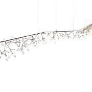 QZ2121 HERACLEUM 