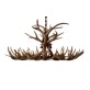 IQ7771  LAVY ANTLER 