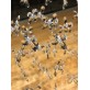 WM2170 Butterflies