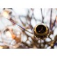 JT267 BRANCHING BURST 